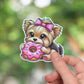 Yorkie eating a pink donut sticker